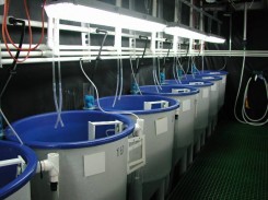Cone Bottom tanks